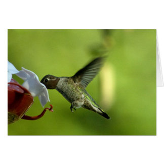 Espacio en blanco del colibrí