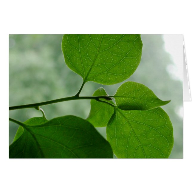 Espacio en blanco verde del zen dentro (Anverso (Horizontal))