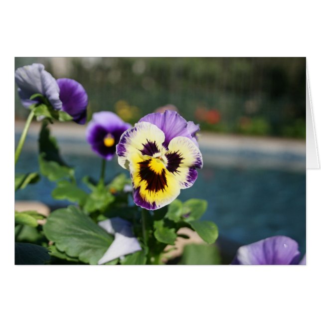 Espacio en blanco, viola (Anverso (Horizontal))