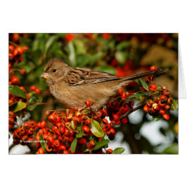 Espalda dorada sobre espina de fuego escarlata