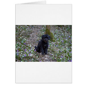 Español de Black English Springer