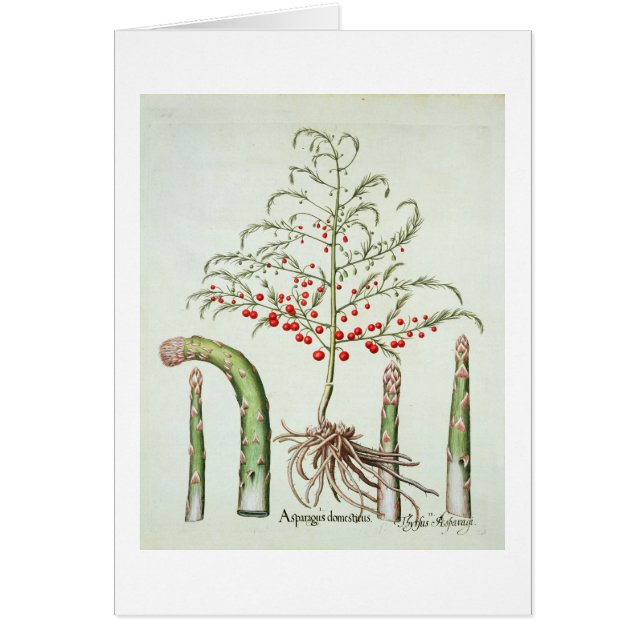 Espárrago común en flor y fruta, del 'Ho (Frente)