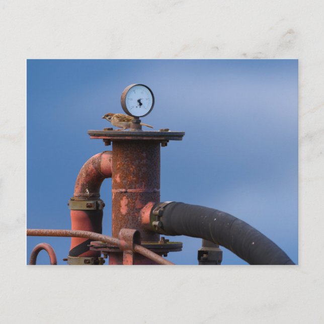 Espárragos sentados encima de una postal de máquin (Anverso)