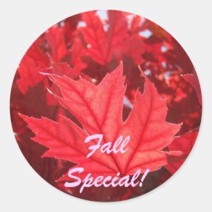 ¡Especial de Otoño! pegatinas Hojas rojas de otoño
