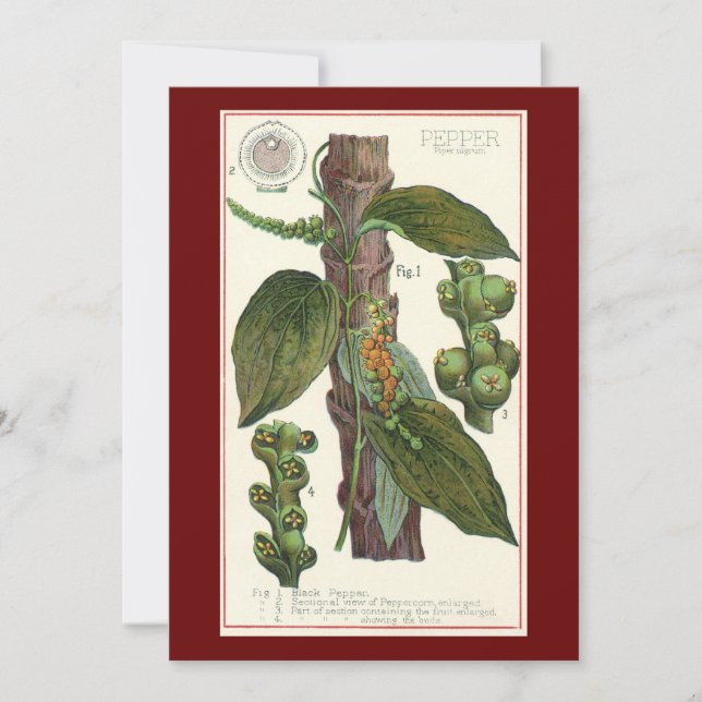 Especias de hierbas aromáticas, planta de pimienta (Anverso)