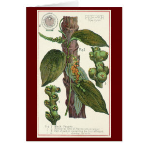 Especias de hierbas aromáticas, planta de pimienta