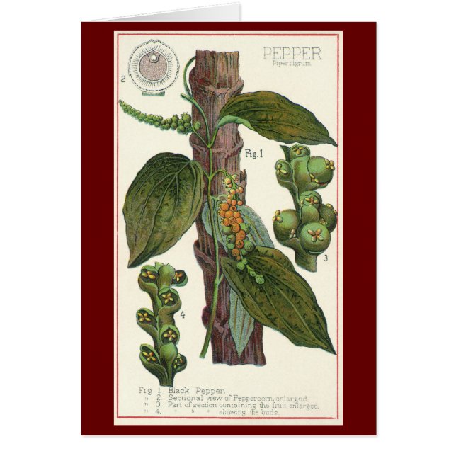 Especias de hierbas aromáticas, planta de pimienta (Frente)