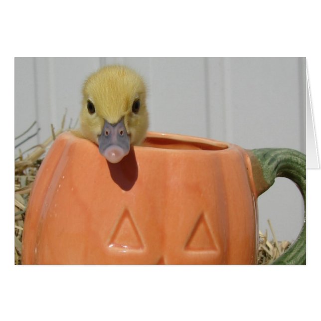 Especie de calabaza (Anverso (Horizontal))