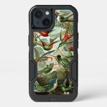 Especie del colibrí