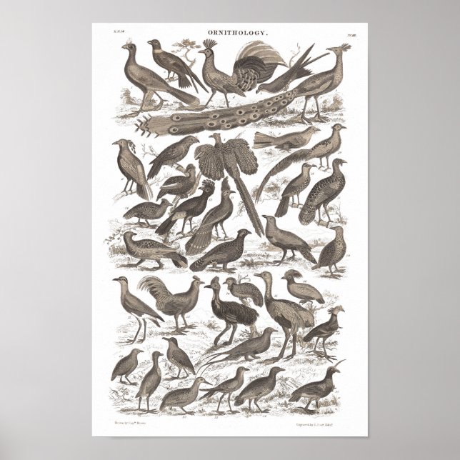 Especies de ortodoncia impresión antigua (Frente)