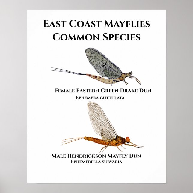 Especies Mayfly comunes - Poster de Arte de la Cos (Frente)