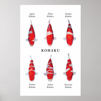 Especies posters de peces koi japoneses: Kohaku