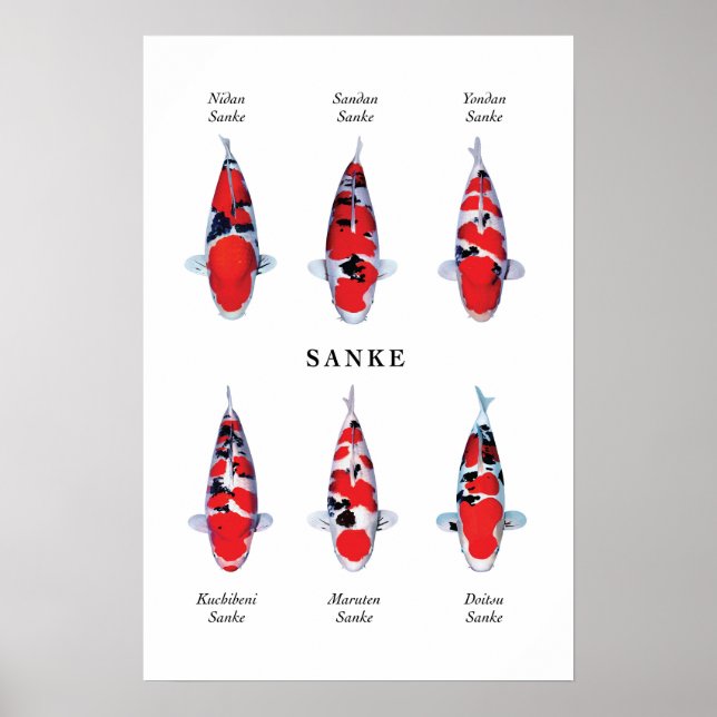 Especies posters de peces koi japoneses: Sanke (Frente)
