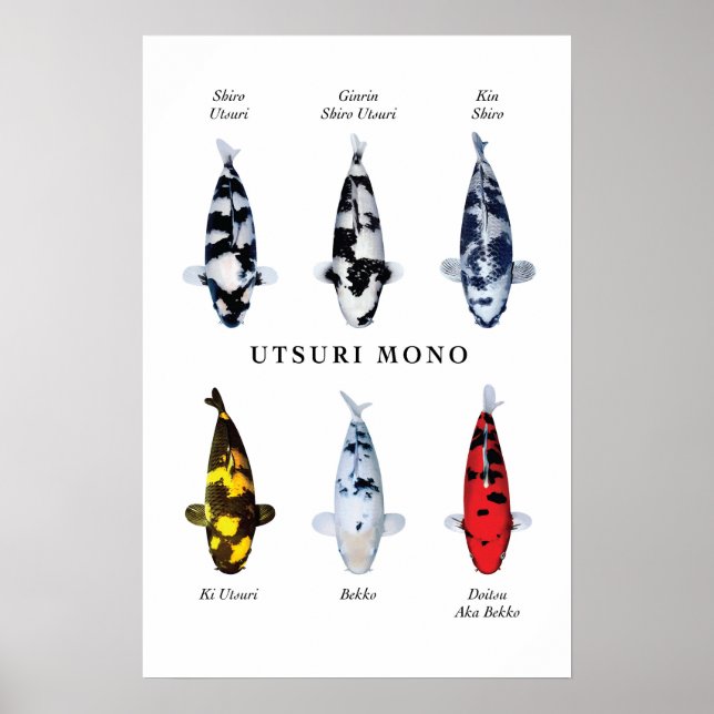 Especies posters de peces koi japoneses: Utsurimon (Frente)