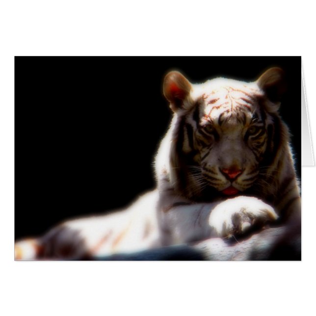 Espejo de tigres blancos (Anverso (Horizontal))