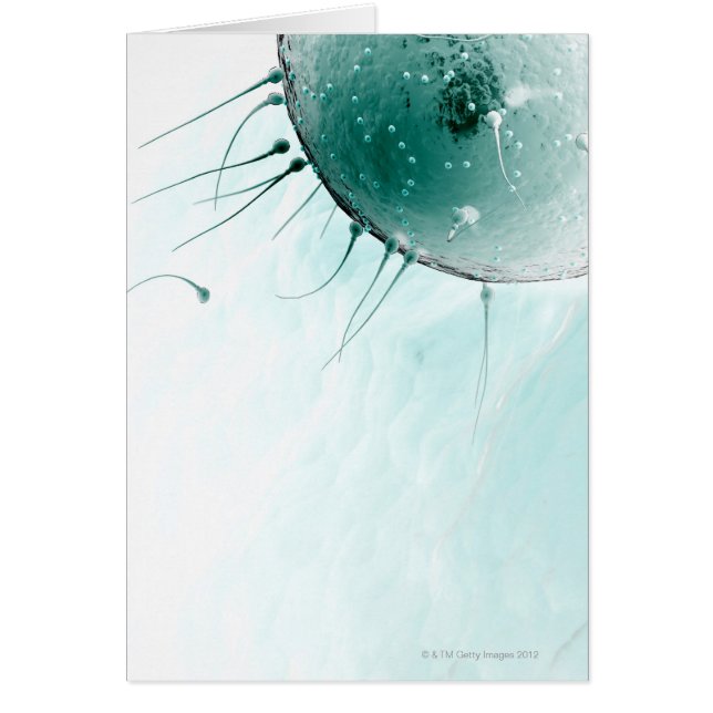 Esperma Fertilizando un óvulo. (Frente)