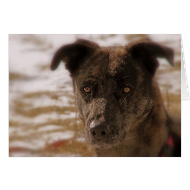 Espero que el pastor alemán todas las ocasiones (Anverso (Horizontal))