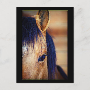 Espía ocular - postal