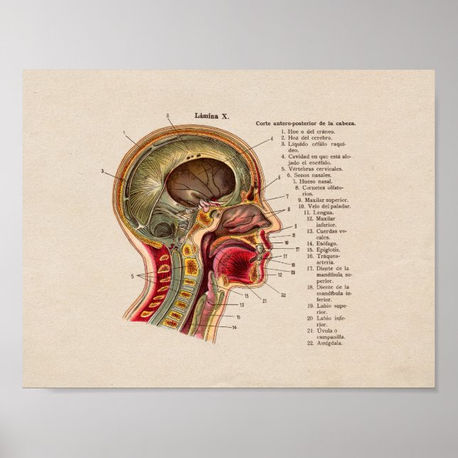 Espina de cráneo de impresión de anatomía de cosec (Frente)