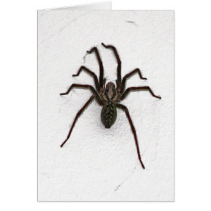 Espinosa araña