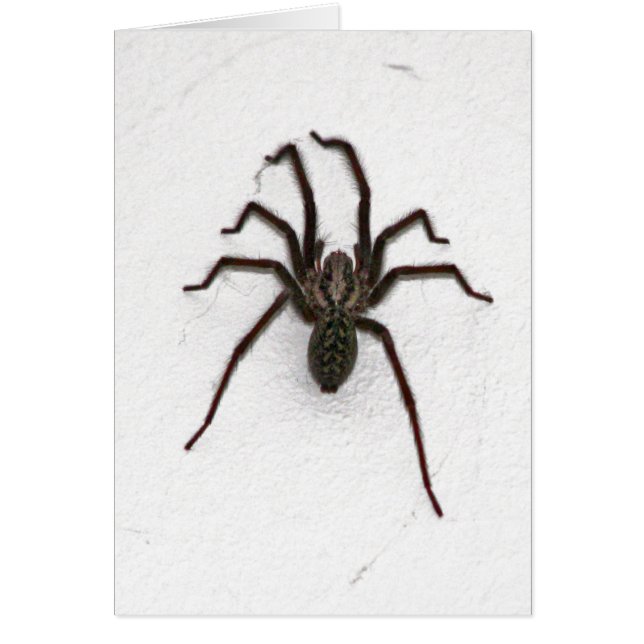 Espinosa araña (Frente)