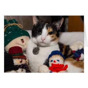 Espío un calico