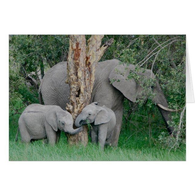 Espíritus amables (Anverso (Horizontal))