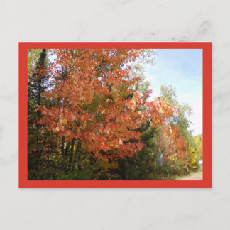Esplendor de otoño naranja en MN Tarjeta postal