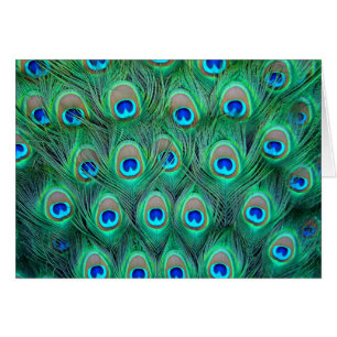 Esplendor del pavo real