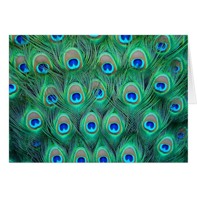 Esplendor del pavo real (Anverso (Horizontal))