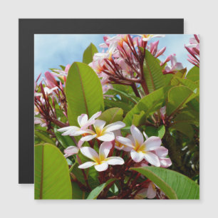 Esplendor Rosa, Frangipani Rosa Florece En Un Árbo
