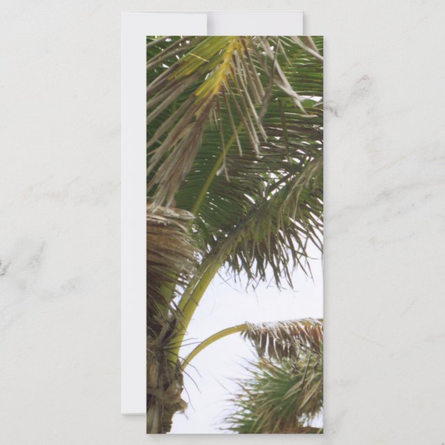 Esplendor tropical (Anverso)