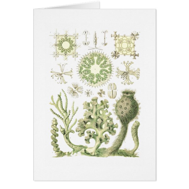 Esponjas de cristal (Frente)