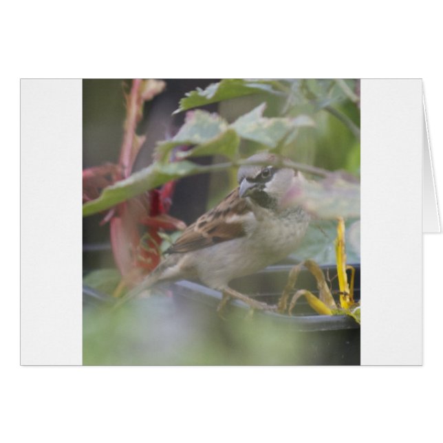 Espuma de la casa (Anverso (Horizontal))