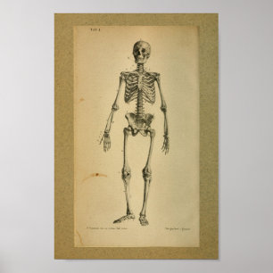 Esqueleto 1850 de la impresión de la anatomía del