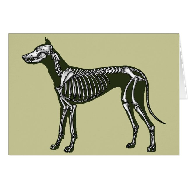 Esqueleto de Great Dane (Anverso (Horizontal))