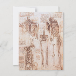 Esqueleto de huesos de la anatomía humana de Leona