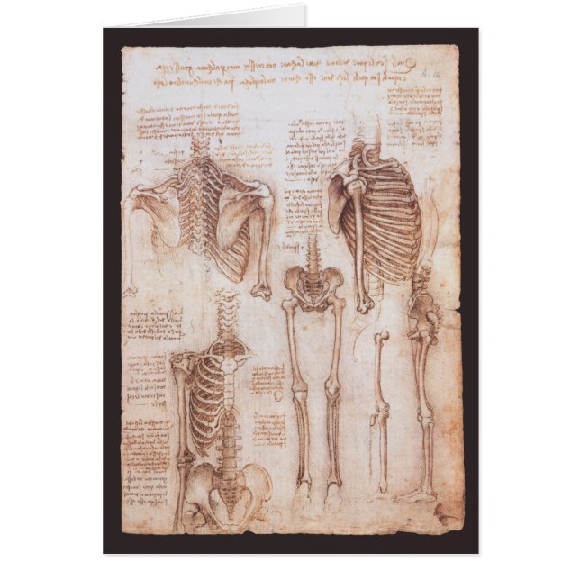 Esqueleto de huesos de la anatomía humana de Leona (Frente)