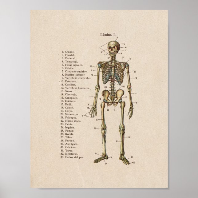 Esqueleto de impresión de anatomía de cosecha en e (Frente)