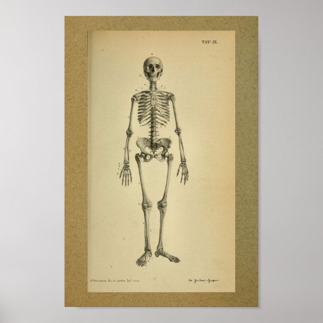 Esqueleto de impresión de anatomía de época de 185 (Frente)