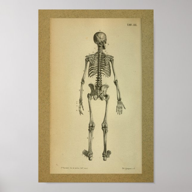 Esqueleto de impresión de anatomía de época de 185 (Frente)