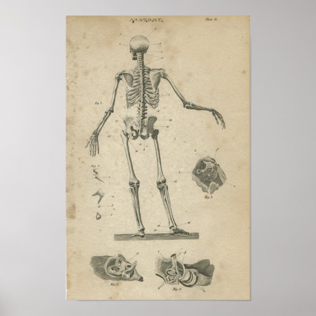 Esqueleto de impresión de anatomía vintage (Frente)
