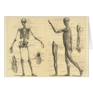 Esqueleto de la anatomía y músculos humanos del
