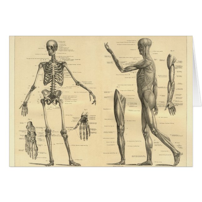 Esqueleto de la anatomía y músculos humanos del (Anverso (Horizontal))