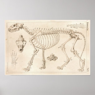 Esqueleto de la impresión de anatomía veterinaria