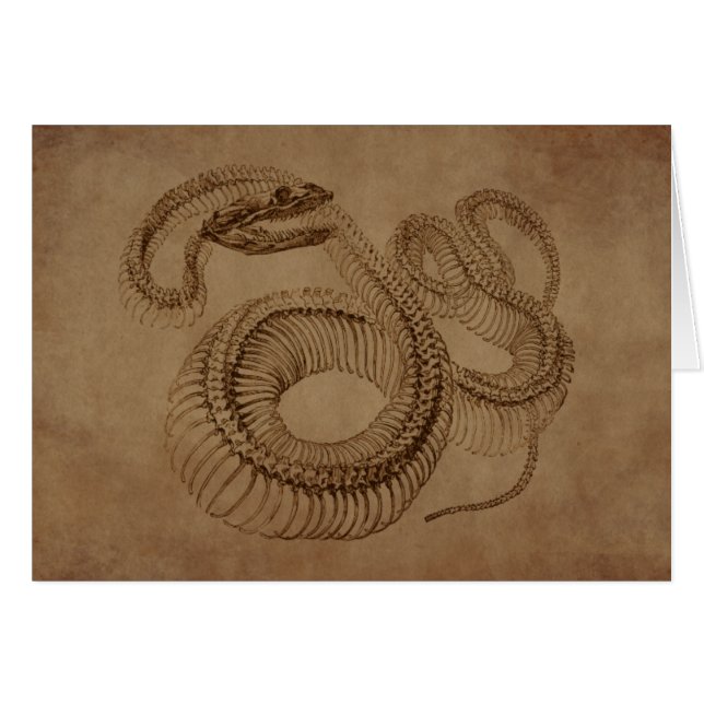 Esqueleto de serpiente Steampunk (Anverso (Horizontal))
