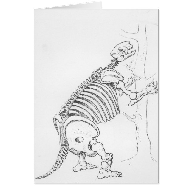 Esqueleto de un Mylodon (Frente)