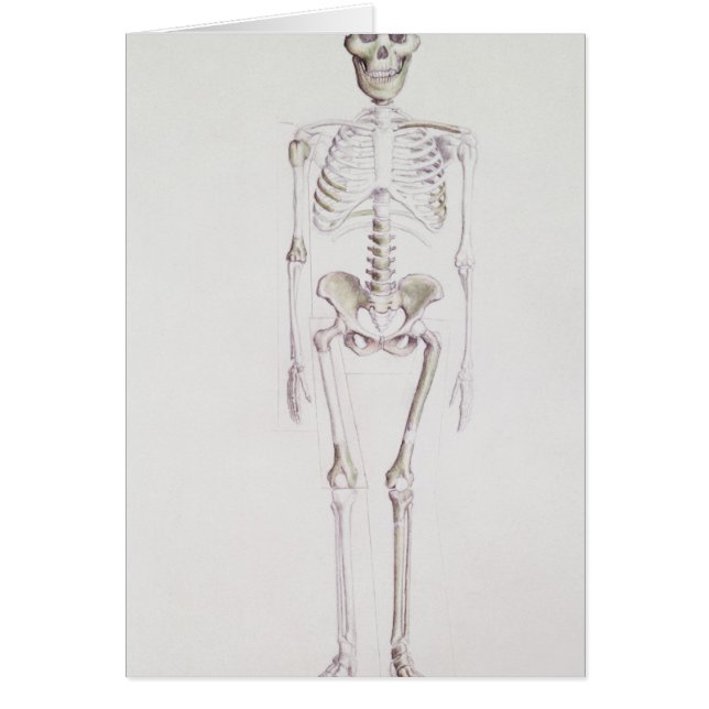 Esqueleto del africanus del australopiteco (Frente)