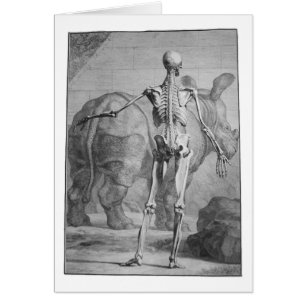 Esqueleto y rinoceronte