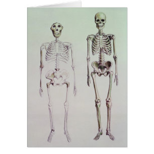 Esqueletos del australopiteco Boisei